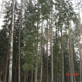 земельные участки без подряда : Участок 251 : Новорижское  шоссе : деревня Аносино : Московская область : Истринский район