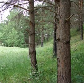 земельные участки без подряда : Участок без подряда 78 : Рублёво-Успенское  шоссе :  :  : 