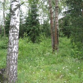 земельные участки без подряда : Участок 200 : Дмитровское  шоссе :  :  : 