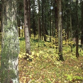 земельные участки без подряда : Земельный участок 44 : Волоколамское  шоссе :  :  : 
