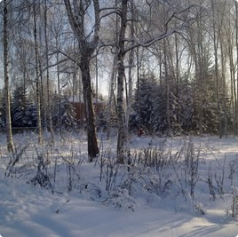 земельные участки без подряда : Участок 172 : Дмитровское  шоссе :  :  : 