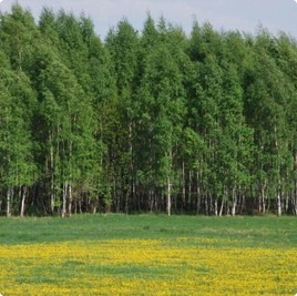 Поселок Марусин Луг участки Марусин Луг : Марусин Луг (продан) : Котеджные послеки без подряда : www.BezPodryada.ru
