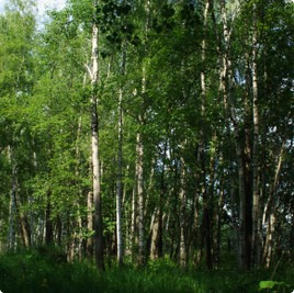 земельные участки без подряда : Участок 245 : Новорижское  шоссе : деревня Лужки : Московская область : Истринский район