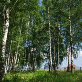 земельные участки без подряда : Участок в поселке Лужки : Новорижское  шоссе : деревня Лужки : Московская область : Истринский район