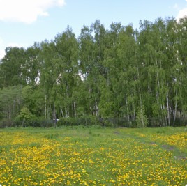 земельные участки без подряда : Участок без подряда 109 : Новорижское  шоссе :  :  : 