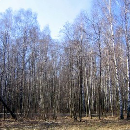 земельные участки без подряда : Земельный участок 41 : Новорижское  шоссе :  :  : 