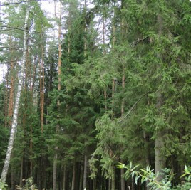 земельные участки без подряда : Участок без подряда 113 : Новорижское  шоссе :  :  : 