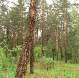 земельные участки без подряда : Участок 164 : Рублёво-Успенское  шоссе :  :  : 