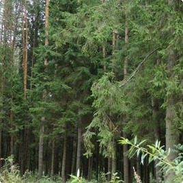 земельные участки без подряда : Земельный участок 55 : Новорижское  шоссе :  :  : 