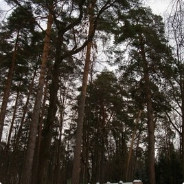 земельные участки без подряда : Участок без подряда 68 : Рублёво-Успенское  шоссе :  :  : 