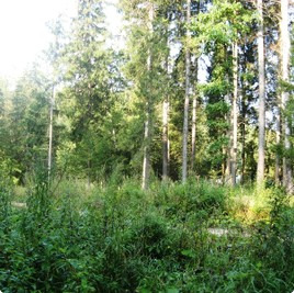 земельные участки без подряда : Земельный участок 3 : Минское  шоссе :  :  : 