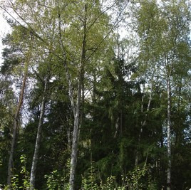 земельные участки без подряда : Участок 195 : Новорижское  шоссе :  :  : 